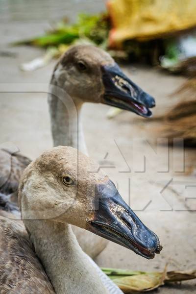 Two geese on sale for meat at an animal market
