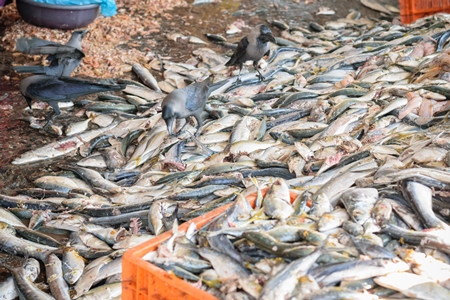 Big pile of fish on sale at a fish market at Sassoon Docks