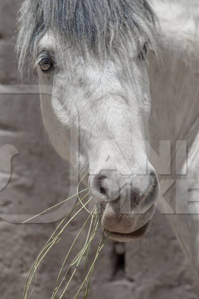 Photo or white or grey horse kept on a farm used for animal labour in the Himalayan mountains near Leh in Ladakh in India