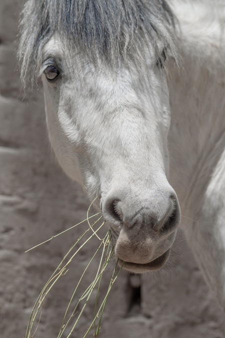 Photo or white or grey horse kept on a farm used for animal labour in the Himalayan mountains near Leh in Ladakh in India