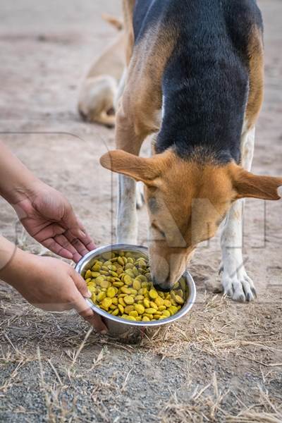 Animal rescue volunteer feeding stray Indian street dog, India