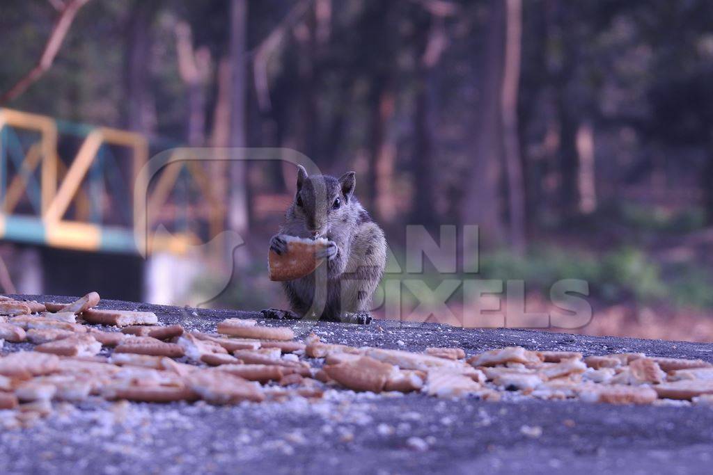 Indian palm squirrel eating biscuits, India