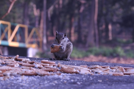 Indian palm squirrel eating biscuits, India