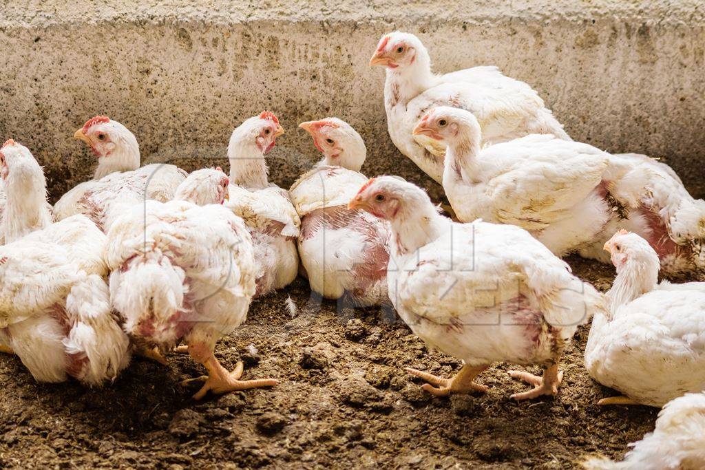 White broiler chickens raised for meat on a large poultry broiler farm in Maharashtra in India