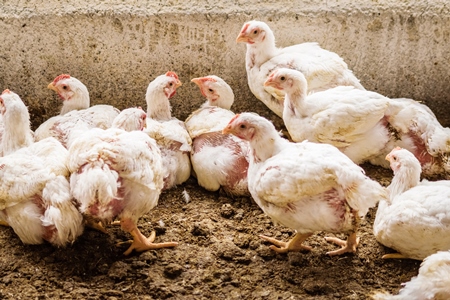 White broiler chickens raised for meat on a large poultry broiler farm in Maharashtra in India