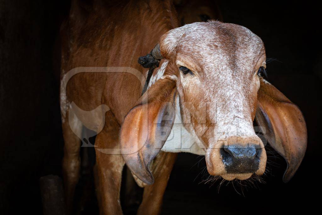 Brown Indian Brahman cows tied up in shed on a farm in rural Maharashtra in India