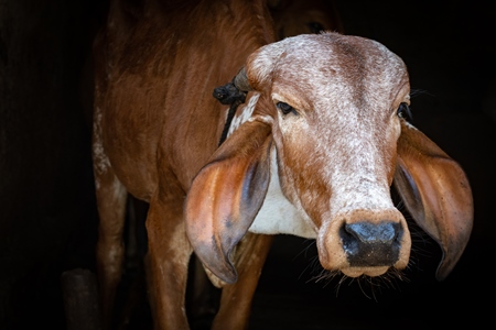 Brown Indian Brahman cows tied up in shed on a farm in rural Maharashtra in India