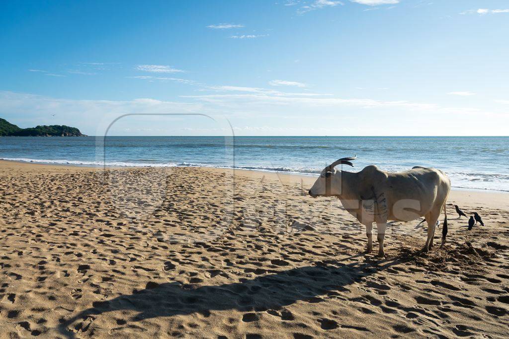 Cow on the beach in Goa, India