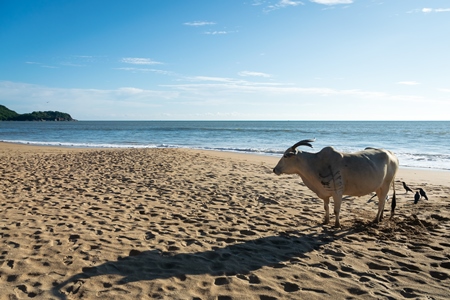 Cow on the beach in Goa, India