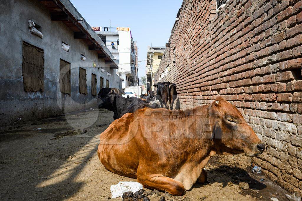 Indian dairy cows tied up in the street outside an urban tabela, Ghazipur Dairy Farm, Delhi, India, 2022