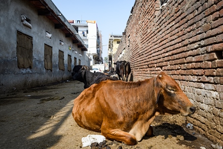 Indian dairy cows tied up in the street outside an urban tabela, Ghazipur Dairy Farm, Delhi, India, 2022