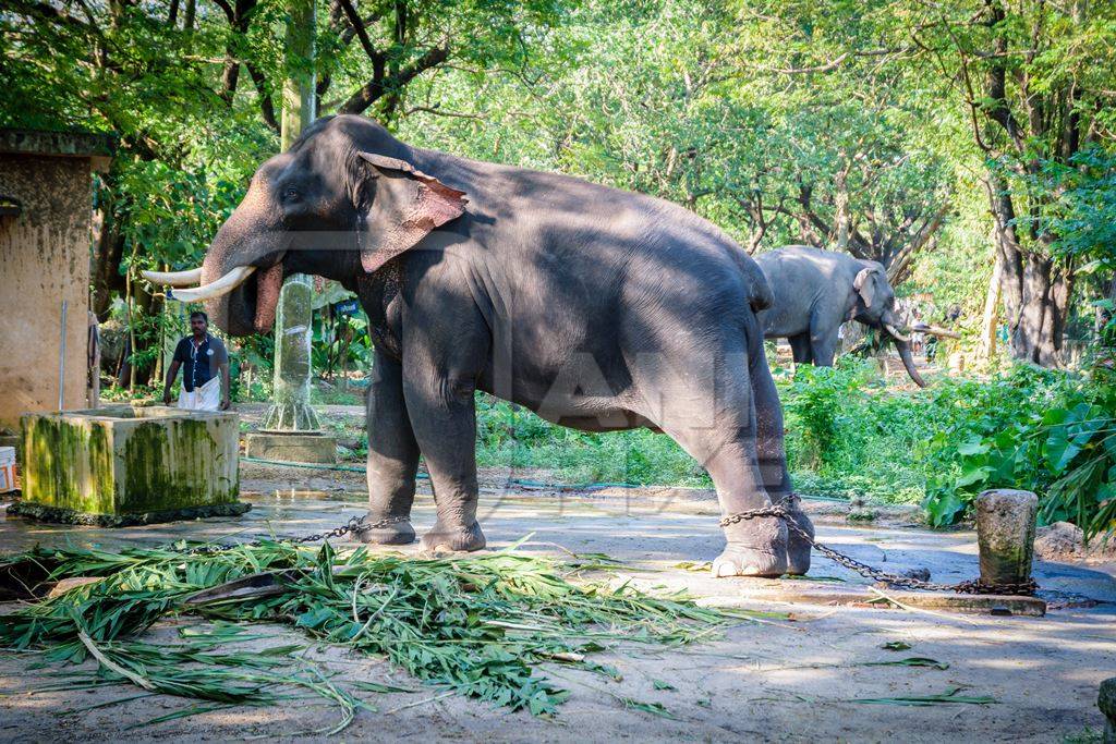 Elephants chained up at Punnathur Kota elephant camp near Guruvayur temple, used for temples and religious festivals