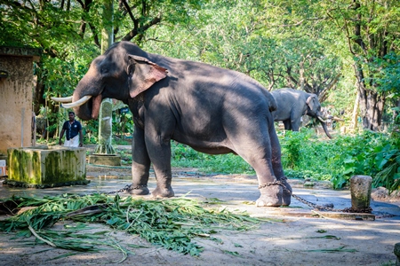 Elephants chained up at Punnathur Kota elephant camp near Guruvayur temple, used for temples and religious festivals