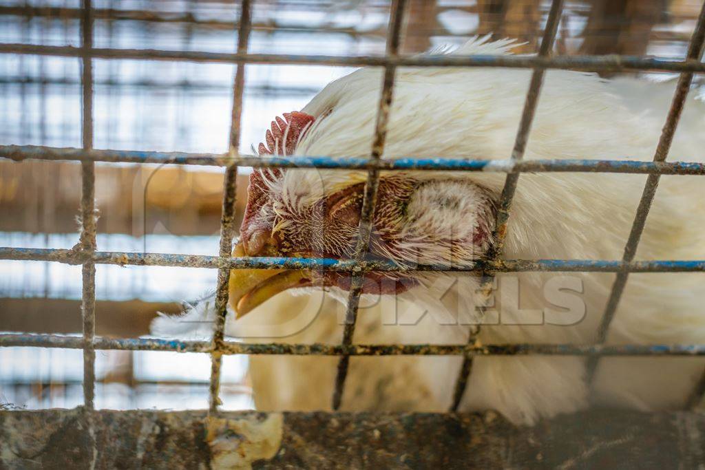 Dead broiler chickens on a truck being transported to slaughter in an urban city