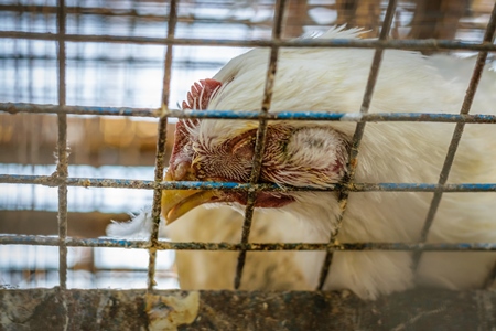 Dead broiler chickens on a truck being transported to slaughter in an urban city