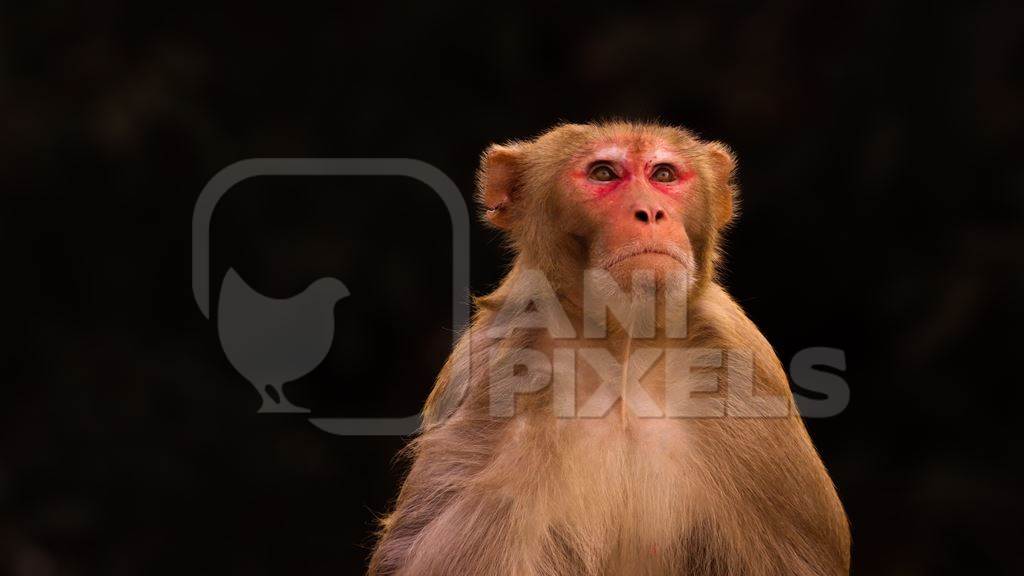 Photo of one Indian macaque monkey with dark background in India