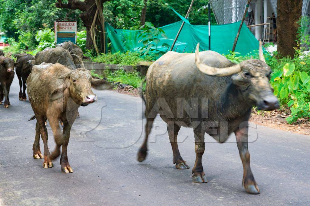 Herd of buffaloes walking along the street in Goa