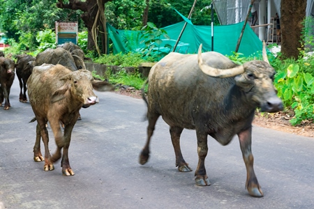 Herd of buffaloes walking along the street in Goa