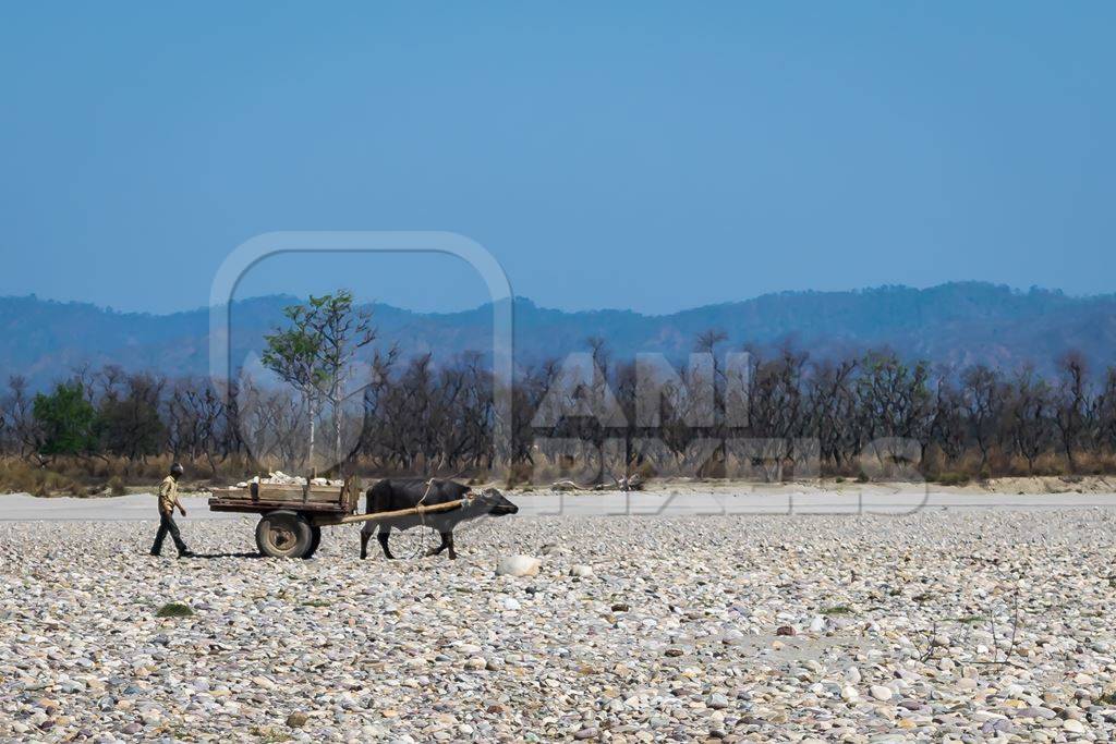 Working buffalo pulling cart with stones in dry Ganges riverbed