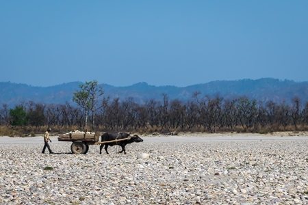 Working buffalo pulling cart with stones in dry Ganges riverbed