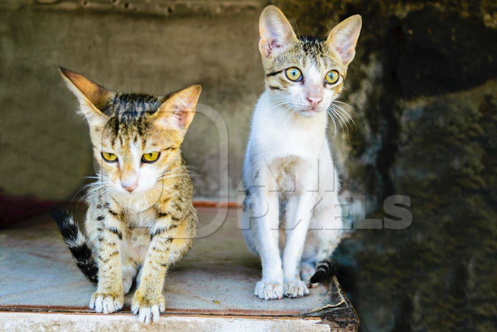 Small street kittens in Crawford meat market in Mumbai