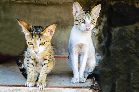 Small street kittens in Crawford meat market in Mumbai