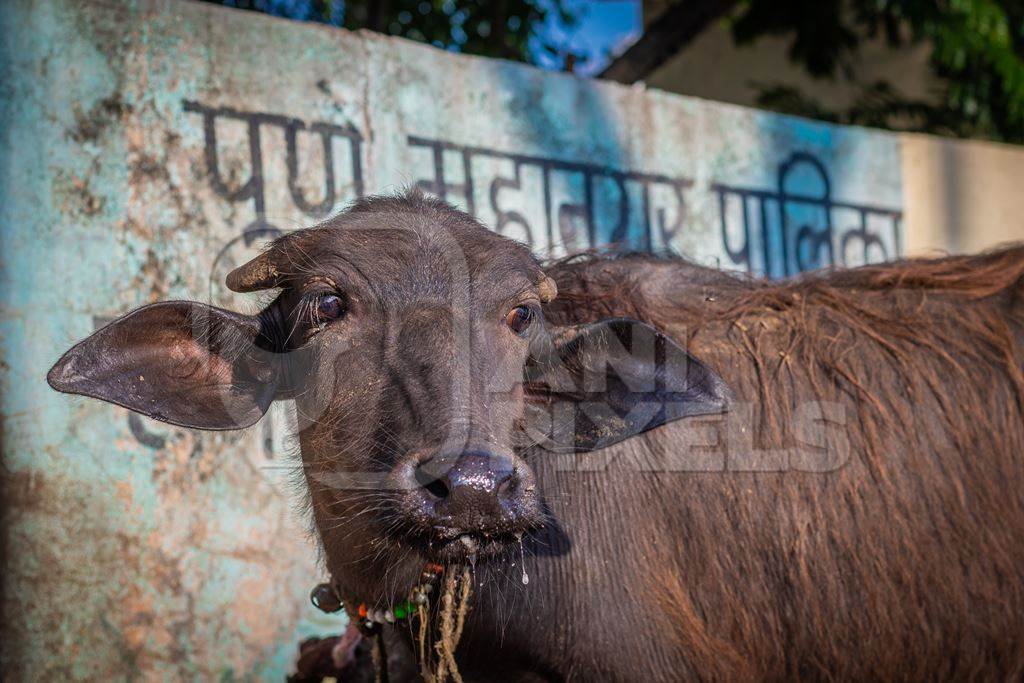 Indian buffalo calf tied up away from his mother at an urban buffalo tabela or Indian dairy farm in Pune, Maharashtra, India, 2021