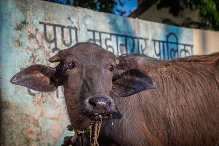 Indian buffalo calf tied up away from his mother at an urban buffalo tabela or Indian dairy farm in Pune, Maharashtra, India, 2021