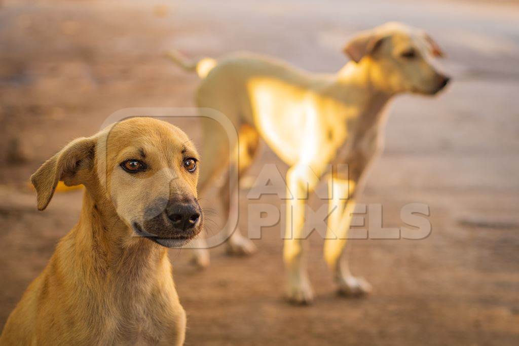 Indian stray or street puppy dogs in urban city in Maharashtra, India, 2021