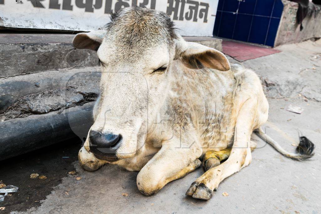 Small grey calf or baby street cow sitting in road
