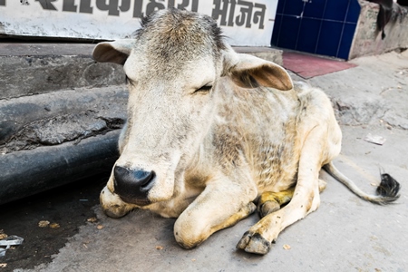 Small grey calf or baby street cow sitting in road