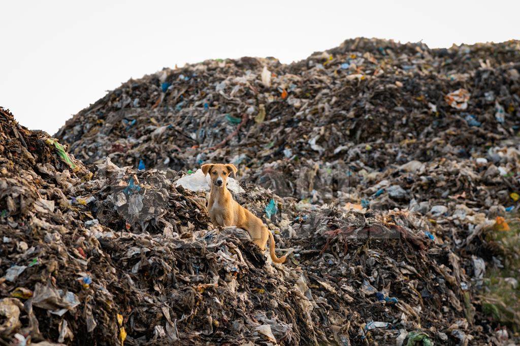 Indian street or stray pariah puppy dog on mountain of plastic waste at a garbage depot in urban city in Maharashtra, India, 2022