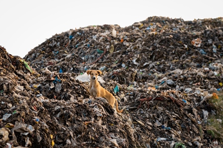 Indian street or stray pariah puppy dog on mountain of plastic waste at a garbage depot in urban city in Maharashtra, India, 2022