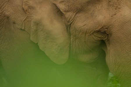 Close up of face of Indian elephant