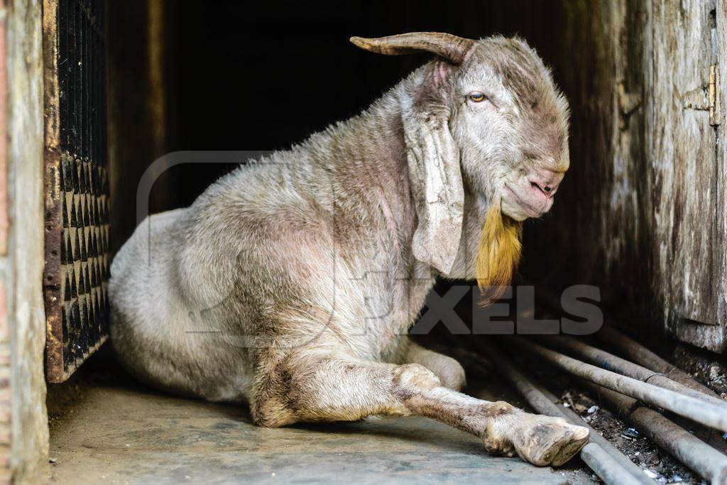 Large old goat in a doorway outside mutton shops in an urban city :  Anipixels