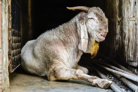 Large old goat in a doorway outside mutton shops in an urban city