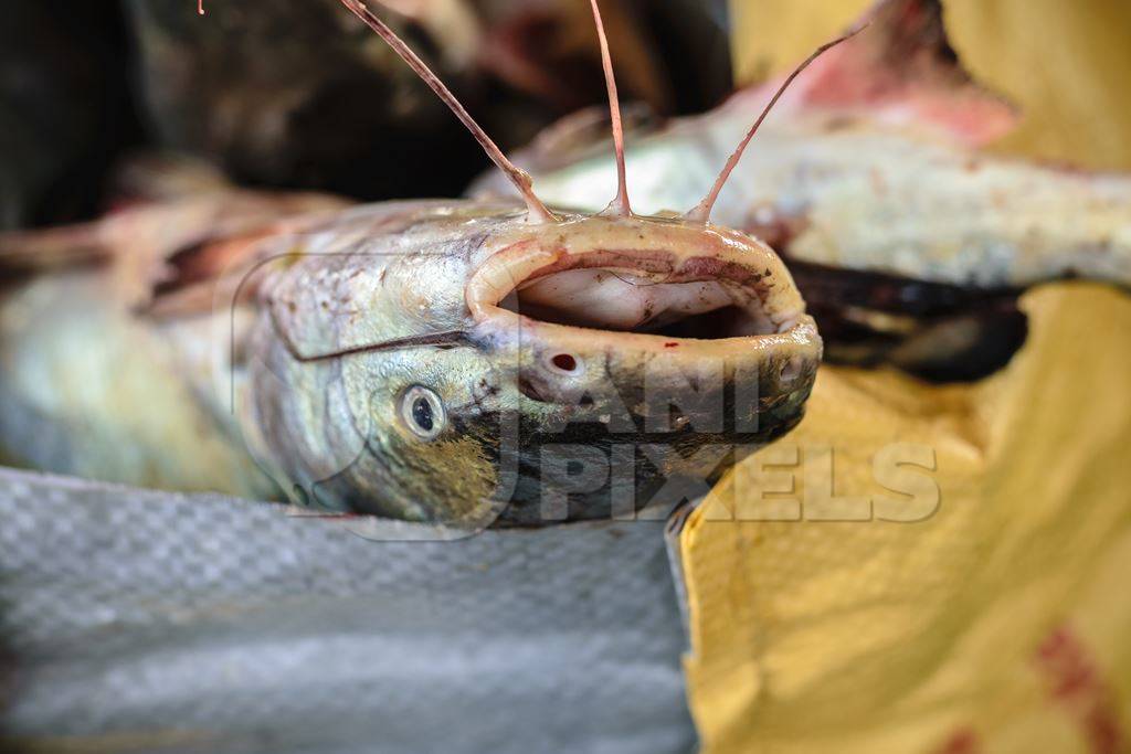 Fish on sale at a fish market at Sassoon Docks