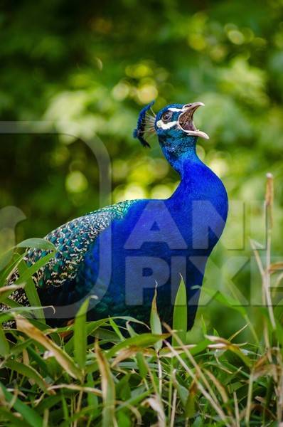 Peacock crying in grassy field