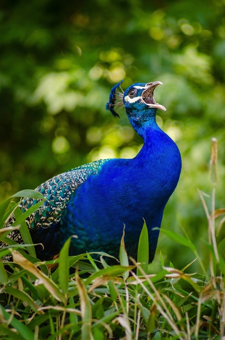 Peacock crying in grassy field