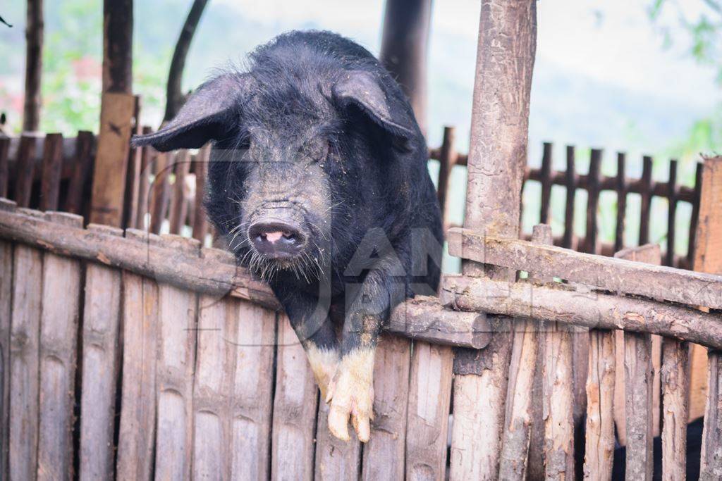 Farmed pig in a wooden pig pen in Nagaland in Northeast India