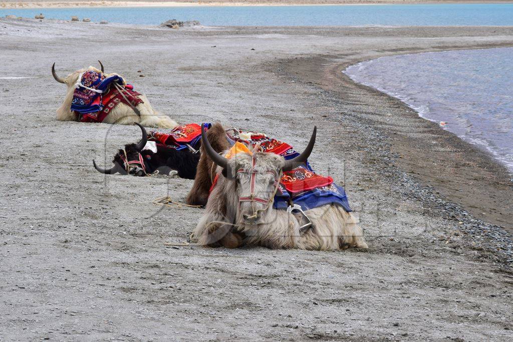 Yaks with saddles waiting for tourist rides in Ladakh