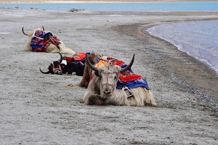 Yaks with saddles waiting for tourist rides in Ladakh