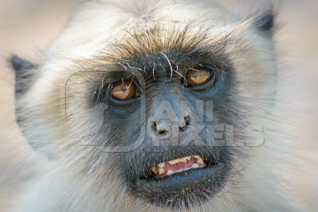 Face of grey langur at Mandore garden in Jodhpur