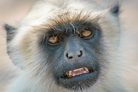 Face of grey langur at Mandore garden in Jodhpur