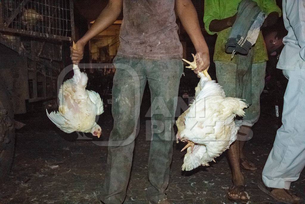 Broiler chickens raised for meat being unloaded from transport trucks near Crawford meat market in Mumbai