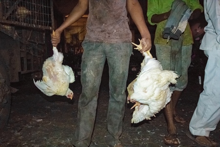 Broiler chickens raised for meat being unloaded from transport trucks near Crawford meat market in Mumbai