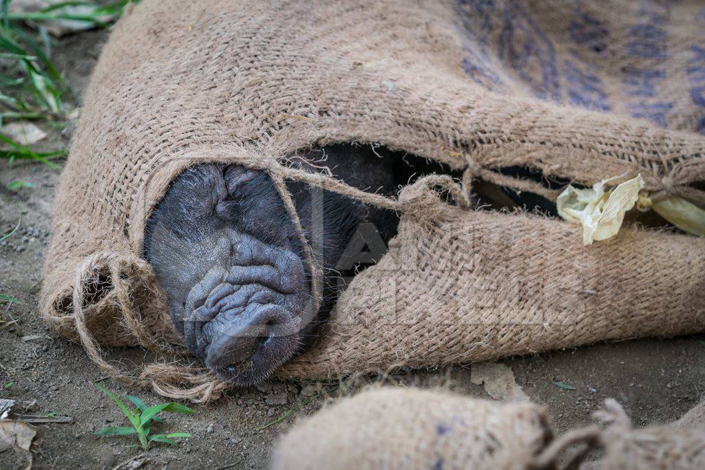 Pig tied up in sack on sale for meat at the weekly animal market