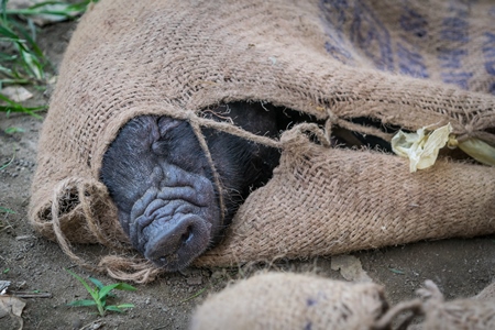 Pig tied up in sack on sale for meat at the weekly animal market