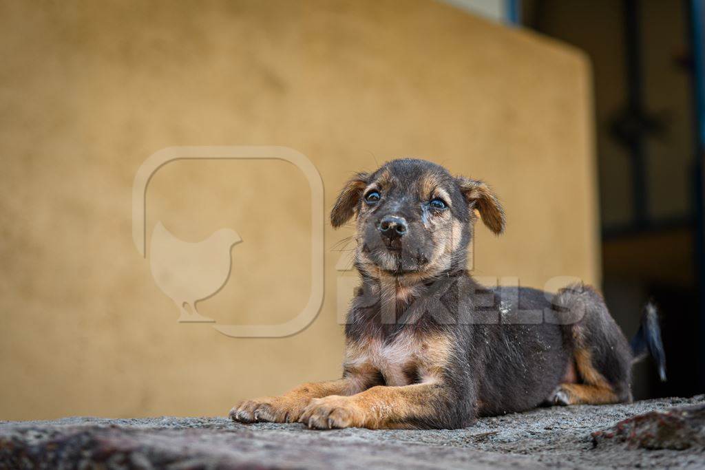 Small Indian street puppy dog or stray pariah dog, Malvan, Maharashtra, India, 2022