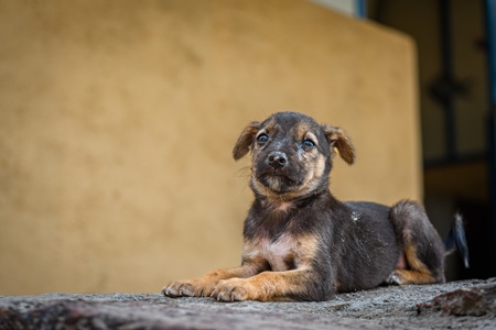 Small Indian street puppy dog or stray pariah dog, Malvan, Maharashtra, India, 2022